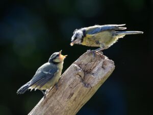 産後にベビーカーを使って入室できる場所はどこですか？