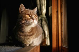 産後のビフォーアフターはどのように変わるのか？